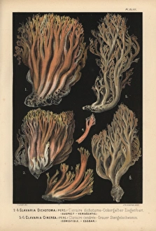 Coral fungus, Clavaria dichotoma, suspect Coral fungus, Clavaria dichotoma, suspect