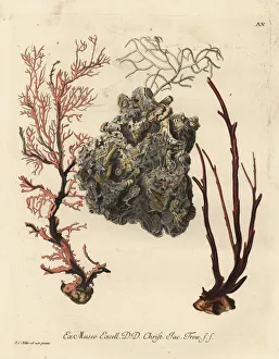 Coral sea fans or Alcyonacea species Coral sea fans or Alcyonacea species