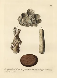 Coral species Coral species