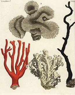 Coral varieties Coral varieties
