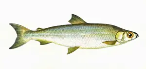 Victorian Fish Species Prints: Coregonus pollan, or Pollan