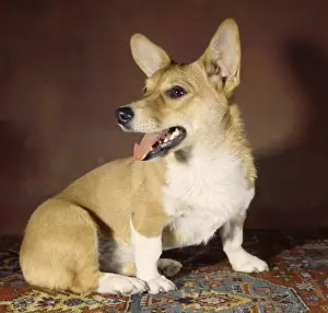Retro Animal Images Prints: Corgi dog on patterned carpet