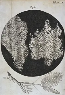 Cork Structure Print, Schem XI