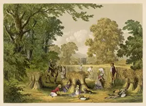 Rural Britain Photography Prints: Corn Harvest, Britain