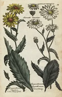 Corn Marigold Prints: Corn marigold and oxeye daisy