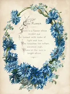 Blue Cornflower Prints: Cornflower
