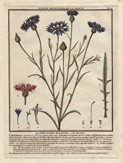 French Botanical Prints: Cornflower or bluet, Centaurea cyanus