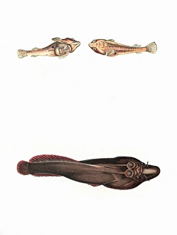 Cornish Sucker and Doubly-Spotted Sucker Cornish Sucker and Doubly-Spotted Sucker