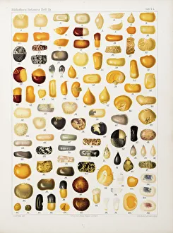 Corns and grains at different stages of development Corns and grains at different stages of development