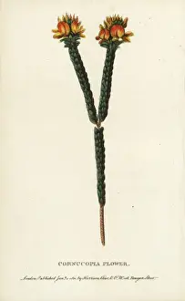 Naturalists Pocket Magazine Prints: Cornucopia flower