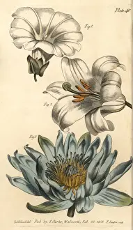 Sydenham Edwards Prints: Corolla examples: monopetalous bindweed, hexapetala
