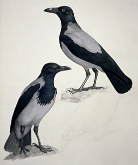 Corvus corone cornix, hooded (carrion) crow Corvus corone cornix, hooded (carrion) crow