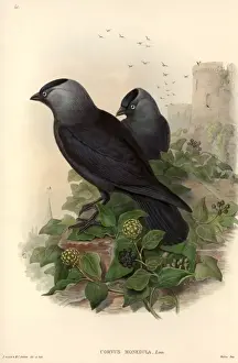 Eurasian Jackdaw Print, Hand Coloured Lithograph (1873)