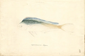 Coryphaena hippurus, common dolphinfish Coryphaena hippurus, common dolphinfish