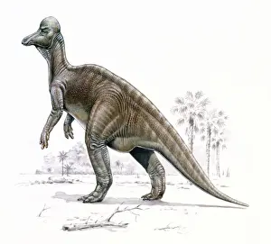 Prints of The Corythosaurus, meaning Corinthian helmet lizard, was a bipedal herbivorous dinosaur that lived during the Upper Cretaceous period, 76 to 74 million years ago Crested Duck Prints: Corythosaurus Print: Upper Cretaceous Period Herbivore