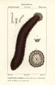 Cotton-spinner or tubular sea cucumber, Holothuria tubulosa Cotton-spinner or tubular sea cucumber, Holothuria tubulosa