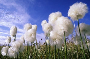 Cottongrass sp. a very typical plant in marshes Cottongrass sp. a very typical plant in marshes