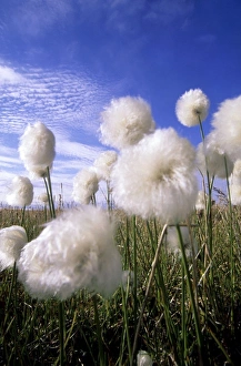 Cottongrass sp. - a very typical plant in marshes of tundra Cottongrass sp. - a very typical plant in marshes of tundra