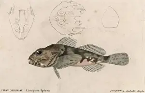 Historical Marine Life Prints: Cottus Bubalis Euphr