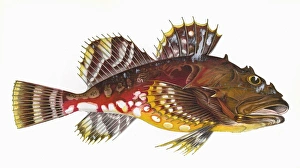 Cottus groenlandicus, or Greenland Bullhead Cottus groenlandicus, or Greenland Bullhead