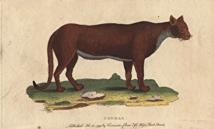 Cougar, puma, panther or mountain lion, Puma concolor Cougar, puma, panther or mountain lion, Puma concolor