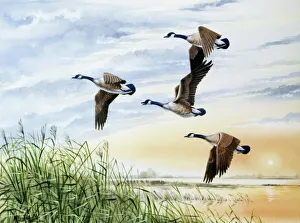 Country landscape with four flying geese Country landscape with four flying geese