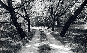 Country lane in the Dordogne, France Country lane in the Dordogne, France