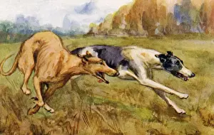 Watercolour Print of Greyhounds in Countryside circa 1922