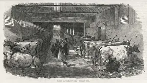 Agricultural History UK Prints: COWSHED, 1853