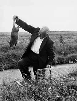 Prints of Coypu (or Swamp Beaver ) trapping on the Suffolk marshes, England. South American rodents, introduced to Britain in 1929, before escaping and breeding wild. Date: 1960s Coypu Prints: Coypu Trapping Print, Suffolk Marshes, 1960s