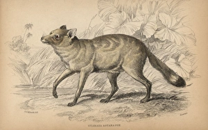Crab eating fox, Cerdocyon thous guaraxa Crab eating fox, Cerdocyon thous guaraxa