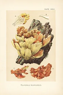 Crab-of-the-woods, Laetiporus sulphureus Crab-of-the-woods, Laetiporus sulphureus