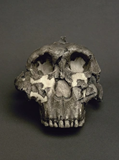 Cranium of Paranthropus boisei, named Dear Boy. 1, 8 Cranium of Paranthropus boisei, named Dear Boy. 1, 8