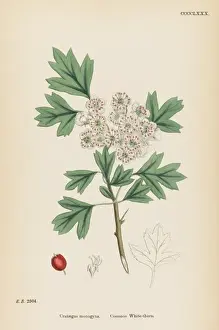 Crataegus Monogyna Prints: Crataegus Monogyna