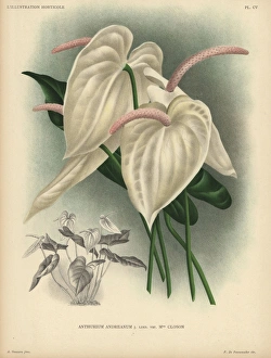 Cream colored flamingo flower or anthurium Cream colored flamingo flower or anthurium