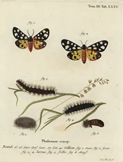 Cream-spot tiger moth, Epicallia villica Cream-spot tiger moth, Epicallia villica