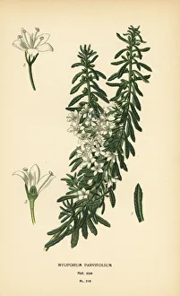 Creeping boobialla, Myoporum parvifolium Creeping boobialla, Myoporum parvifolium