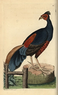 Crested fireback, Lophura ignita, near threatened Crested fireback, Lophura ignita, near threatened