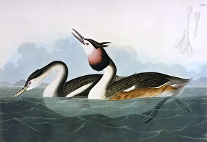 Crested Grebe, by John James Audubon Crested Grebe, by John James Audubon