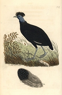 Crested guineafowl, Guttera pucherani Crested guineafowl, Guttera pucherani