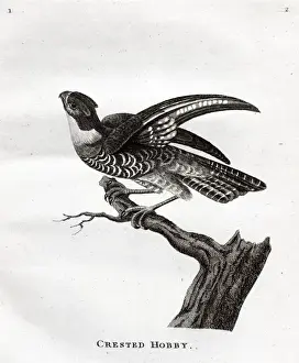 Early Ornithology Prints: Crested Hobby