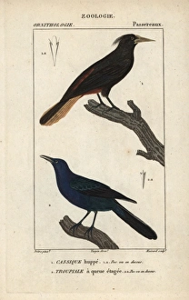 Crested oropendola, Psarocolius decumanus Crested oropendola, Psarocolius decumanus