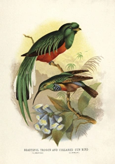 Crested quetzal, Pharomachrus antisianus Crested quetzal, Pharomachrus antisianus
