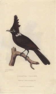 Crested shrike jay, Platylophus galericulatus Crested shrike jay, Platylophus galericulatus