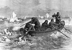 The crew of the Pandora hunting Polar Bears, 1875 The crew of the Pandora hunting Polar Bears, 1875