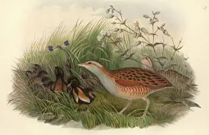 Prints of Plate 87 from John Goulds The Birds of Great Britain, Vol. 4 (1873). Hand coloured lithograph John Gould Prints: Crex crex, corncrake Print by John Gould (1873)