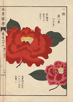 Crimson camellia, Touyahe tsubaki, Thea japonica Crimson camellia, Touyahe tsubaki, Thea japonica