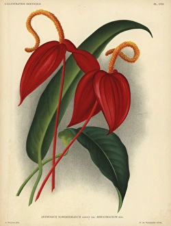 Crimson flamingo flower or anthurium lily Crimson flamingo flower or anthurium lily