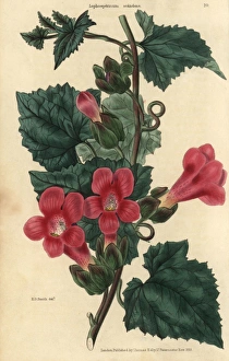 Crimson flowered climbing or scandent Lophospermum Crimson flowered climbing or scandent Lophospermum
