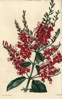 Crimson flowered purple Combretum purpureum Crimson flowered purple Combretum purpureum